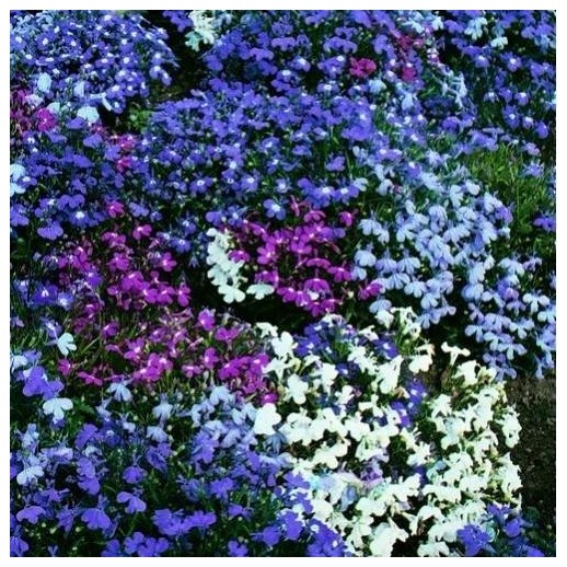 Árvore Jacarandá Azul  - Sementes Raras - Exóticas