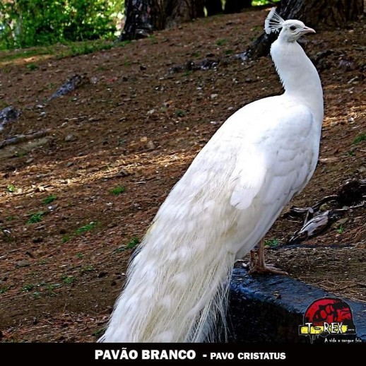 venda filhote pavao maringa curitiba venda filhote pavao maringa curitiba