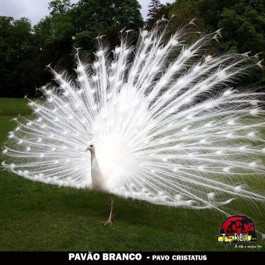 venda de pavao em londrina maringa venda de pavao em londrina maringa