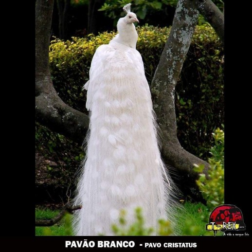 venda de ovos pavao branco venda de ovos pavao branco