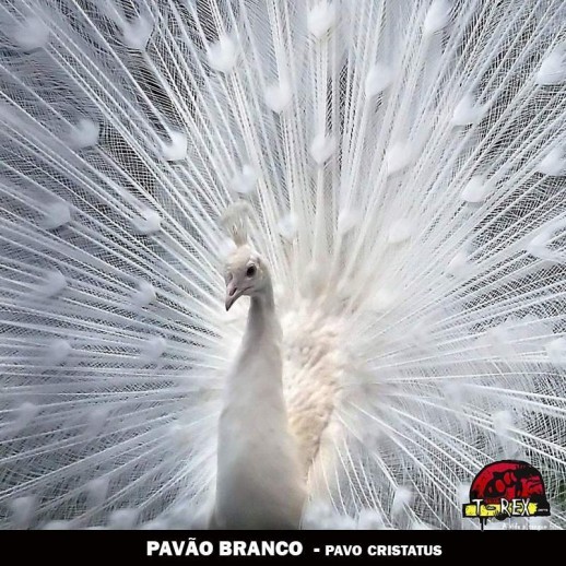 comprar pavão branco comprar pavão branco