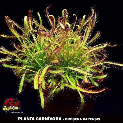 comprar muda de planta carnivora