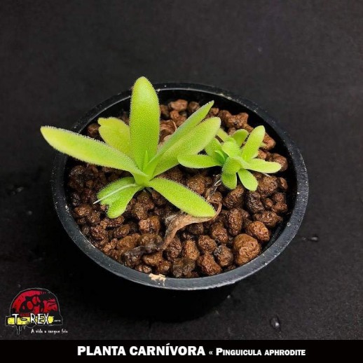 onde comprar planta carnivora