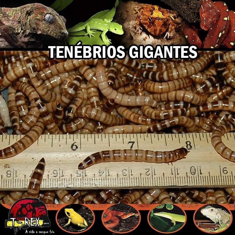 Venda de Larvas Tenébrio Venda de Larvas Tenébrio