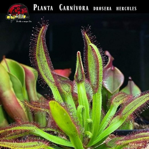 mudinha de planta carnivora hercules mudinha de planta carnivora hercules