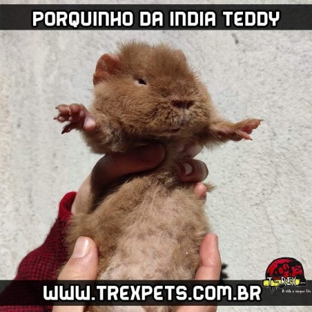 porquinho da india teddy