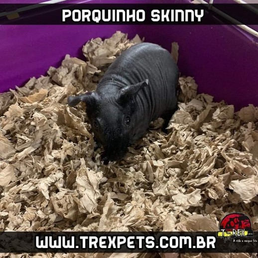 porquinho da india sem pelos