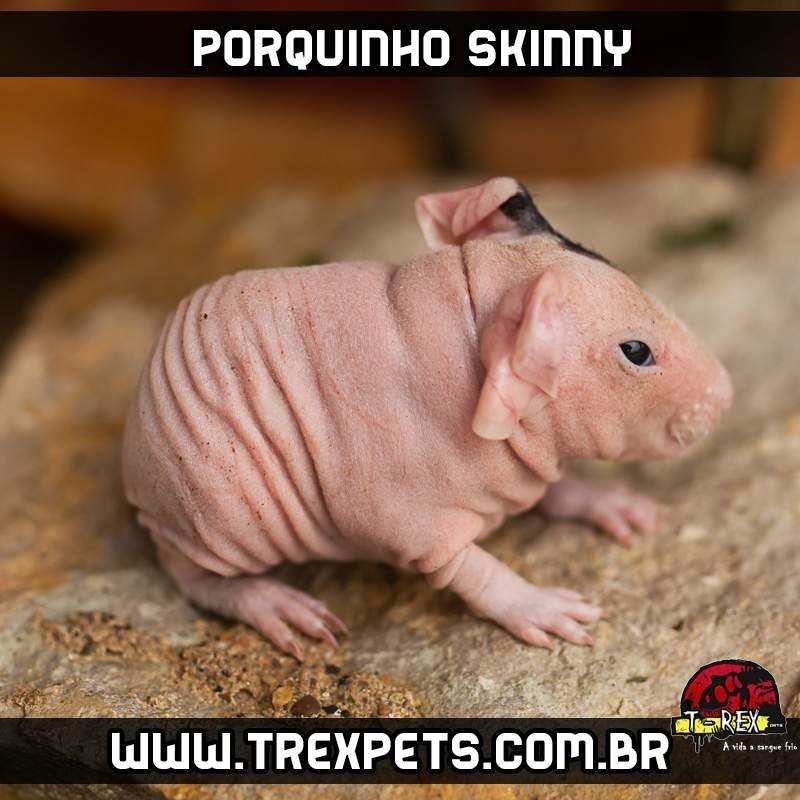 porquinho india skinny branco