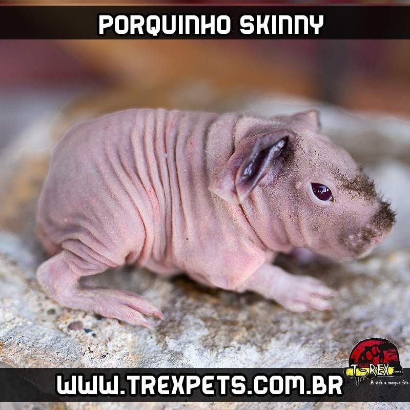 Porquinho da Índia sem pêlos em Londrina