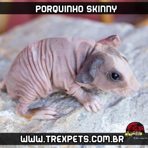 Cuidados com Porquinho da Índia sem pêlos