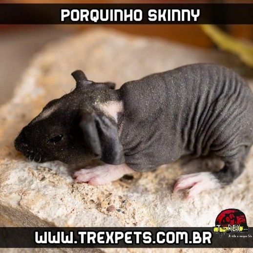 onde comprar um Porquinho da Índia sem pêlos