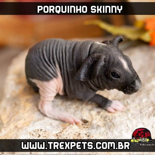 Porquinhos da índia de raça