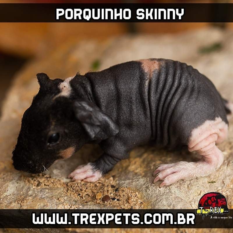 onde comprar Porquinho da Índia sem pêlos