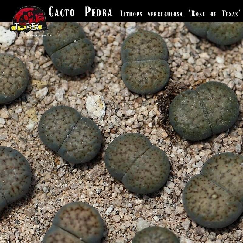 cacto pedra verde mudinha