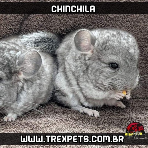 Chinchila - Comprar Filhote...