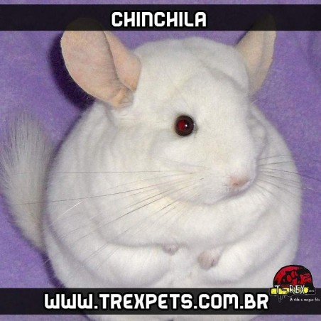 comprar chinchila branco pink