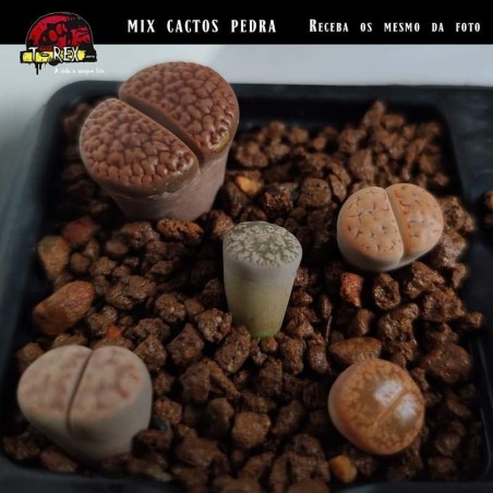 Vaso de cacto pedra