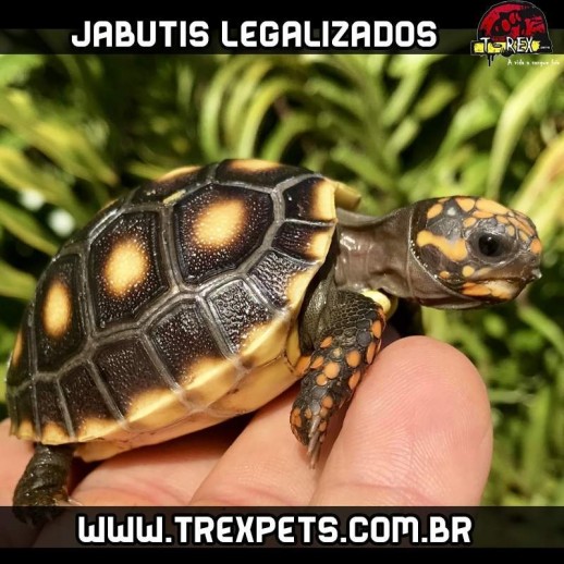 Preco jabuti legalizado
