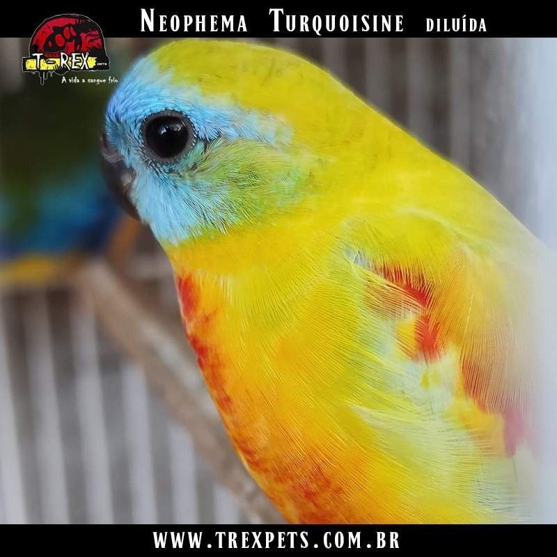 comprar periquito neophema
