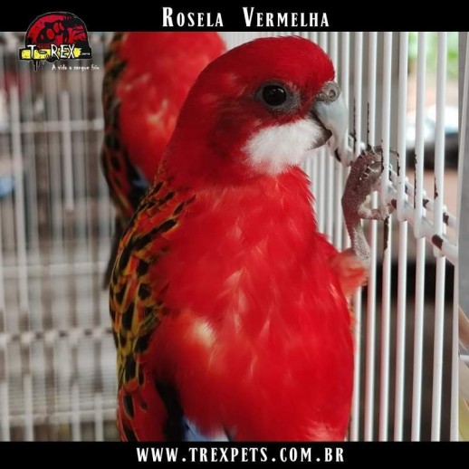 venda de roselas vermelhas