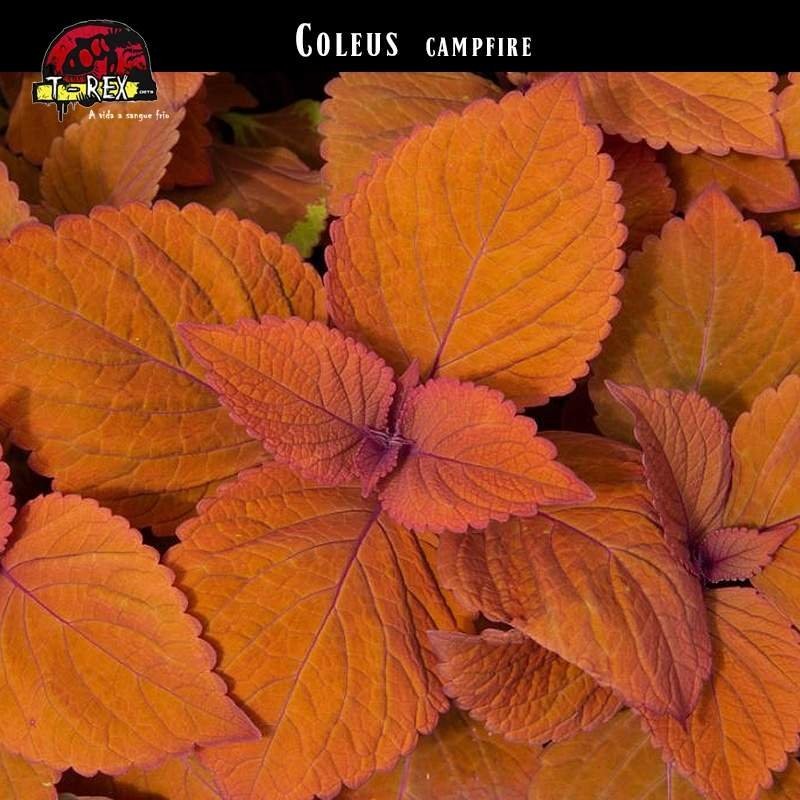 muda coleus cor laranja