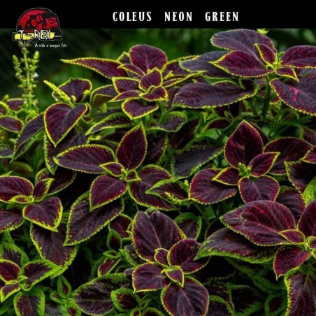 muda de coleus para comprar