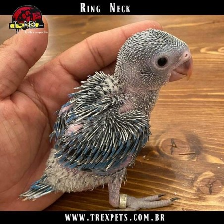 comprar ring neck em são paulo