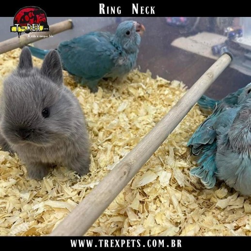 Filhote Ring Neck Azul a venda