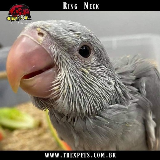 Ring neck a venda