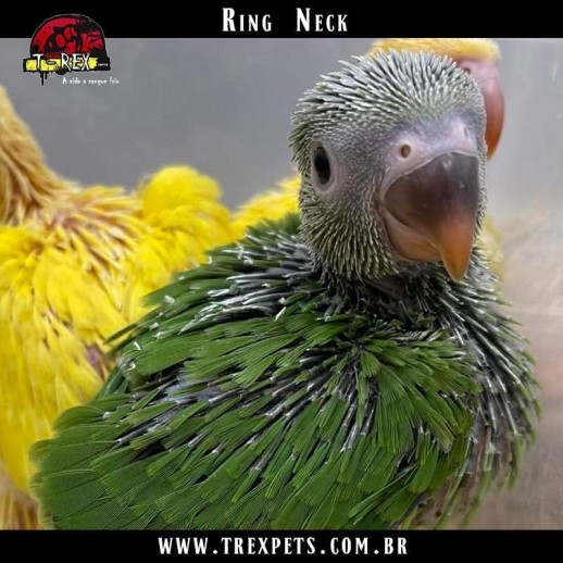 comprar filhote de Ring Neck verde