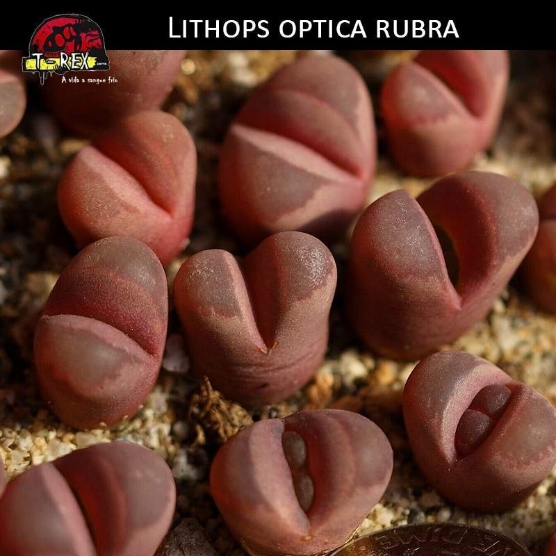 venda de lithops cacto pedra venda de lithops cacto pedra