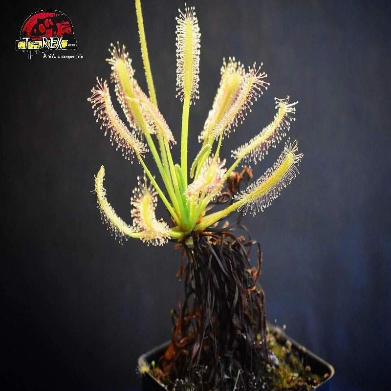 Comparar muda de planta carnivora Drosera capensis Comparar muda de planta carnivora Drosera capensis