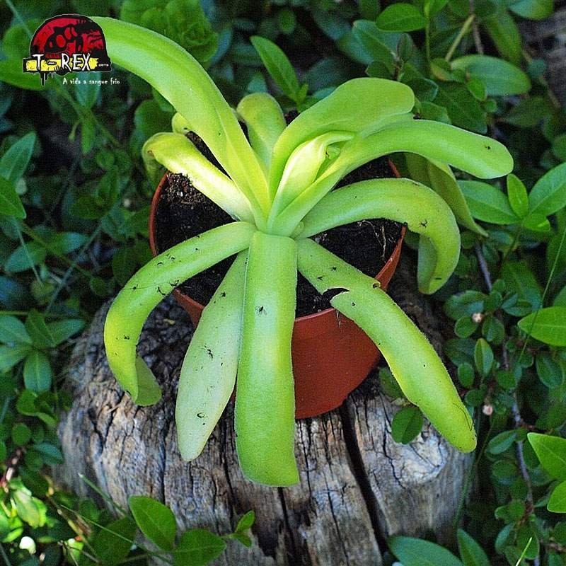 comprar planta carnivora pinguicula aphrodite comprar planta carnivora pinguicula aphrodite