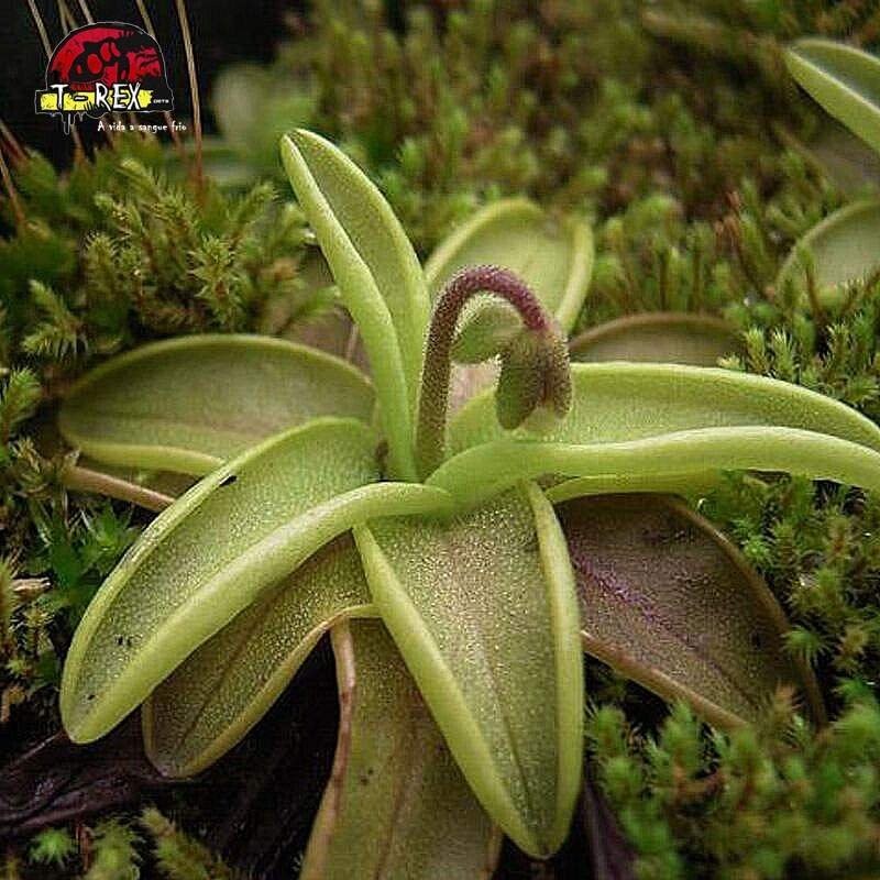comprar planta carnivora