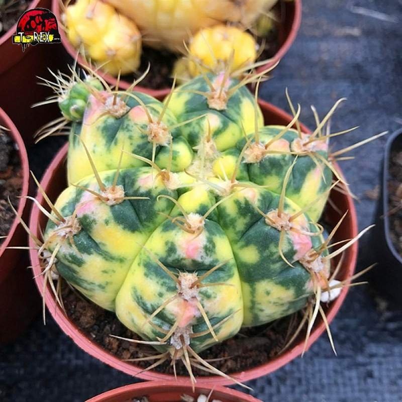 Comprar Cacto Gymnocalycium denudarum