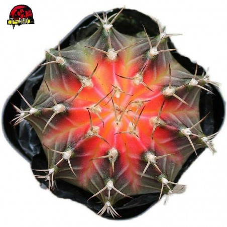 Cacto Vermelho Gymnocalycium