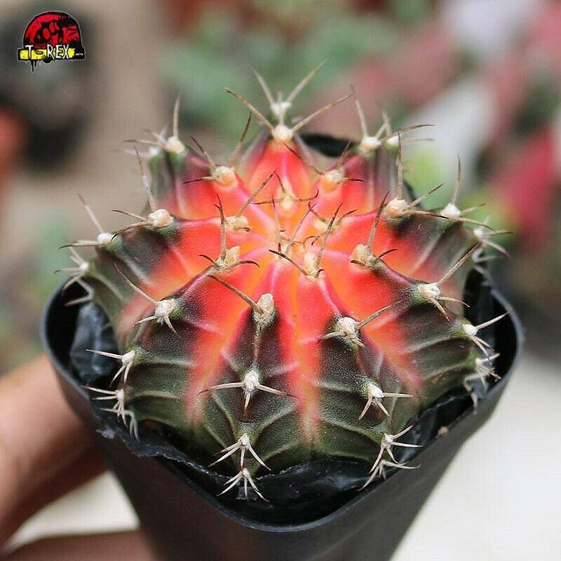 Cacto Gymnocalycium Vermelho