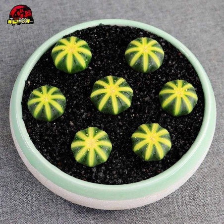 Astrophytum asterias Cacto Amarelo