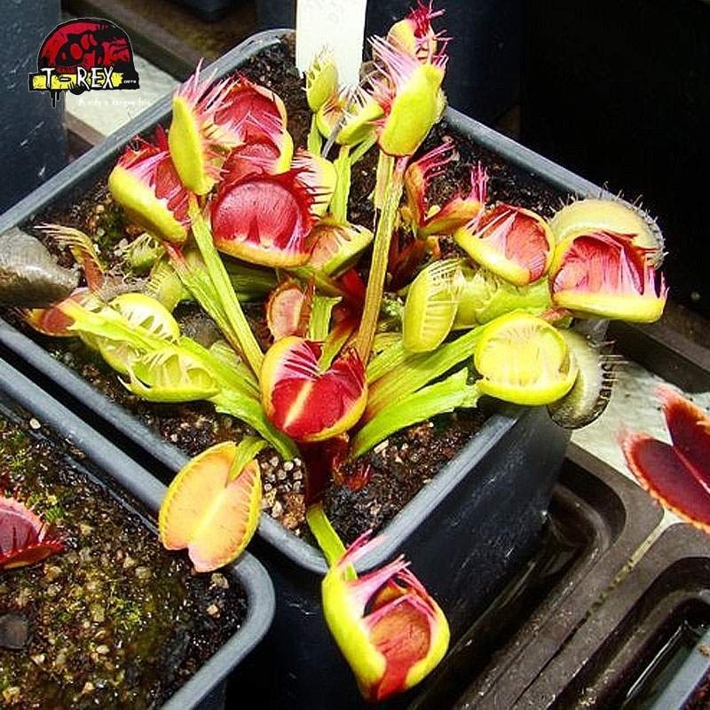 comprar planta carnivora dionaea cross teeth comprar planta carnivora dionaea cross teeth