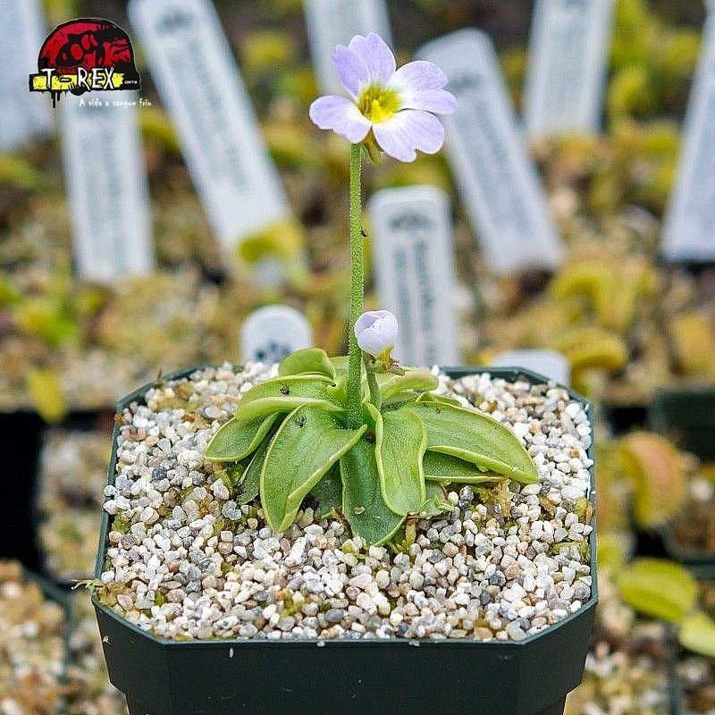 comprar planta carnivora comprar planta carnivora