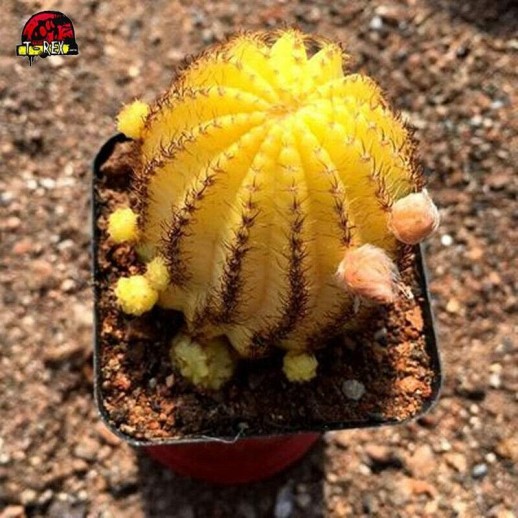 comprar Cactus amarelo