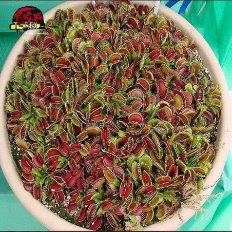 comprar muda de planta carnivora
