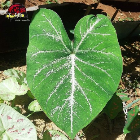 comprar muda de caladium