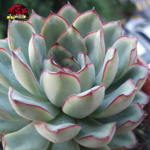 comprar muda de echeveria mexican pulidonis