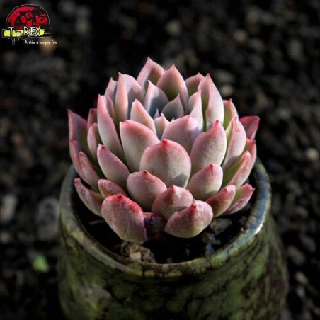 comprar muda de planta suculenta rara