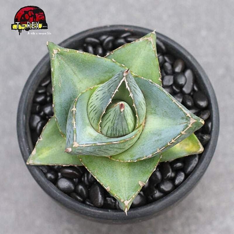 comprar planta suculenta raridade