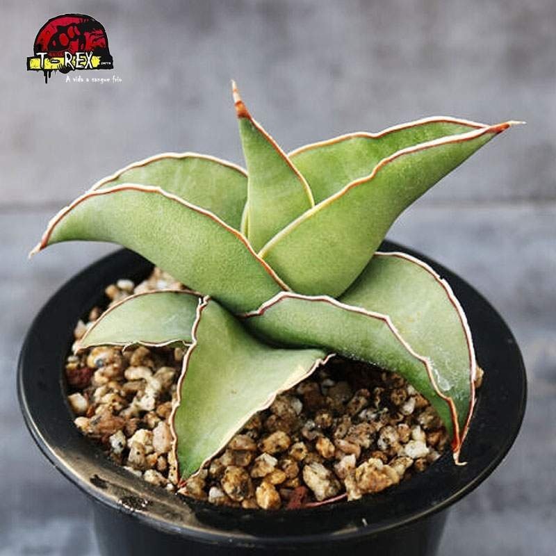 aonde comprar muda de suculenta sansevieria thunb