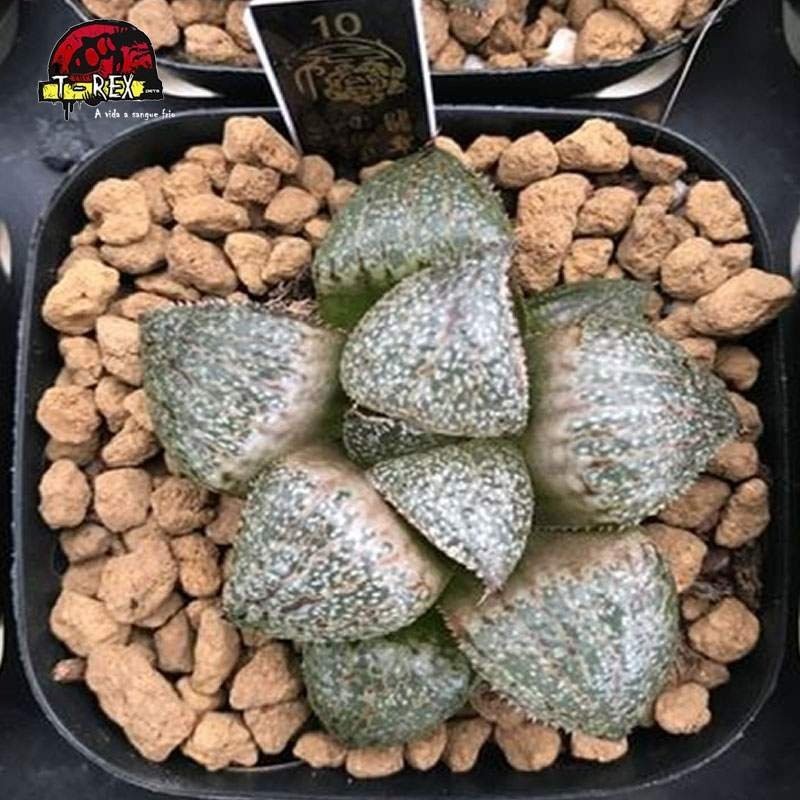 comprar muda rara de suculenta emelyae Var
