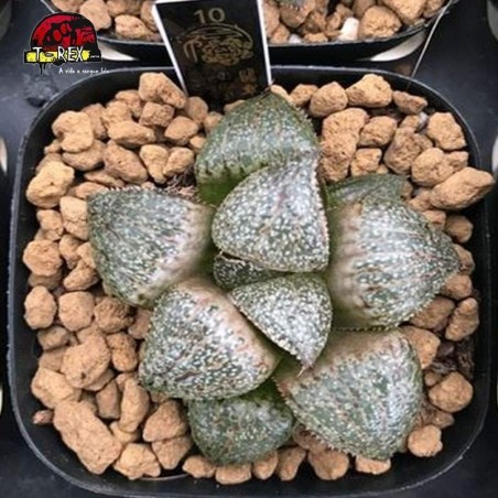 comprar muda rara de suculenta emelyae Var