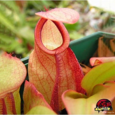 comprar muda de planta carnívora Nepenthes Viking